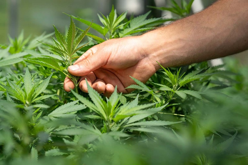 Why Is Buying Marijuana Seeds An Ideal Choice