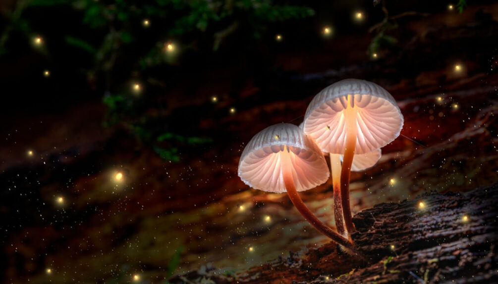 Yin and yang of fungi – Should we embrace or avoid magic mushrooms?